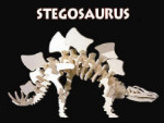 B.C. Bones - Junior Stegosaurus Kit