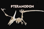B.C. Bones - Junior Pteranodon Kit