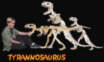 B.C. Bones - Premium Tyrannosaurus Model Kit - Medium