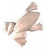 - ZooScape - Paint the Wild - One-Piece Kit - Frog