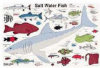 Read a Mat - Salt Water Fish
