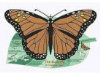 Read a Mat - Butterfly Fingerplay