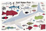 Read a Mat - Salt Water Fish