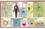 Read a Mat - Human Body