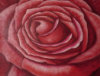 First Bloom - 20" X 24" by Jinglu Cheng