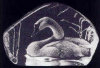 Swan - 3" X 4.5" by Mats Jonasson