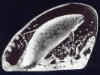 Salmon - 3" X 4.5" by Mats Jonasson