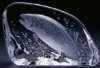 Salmon - 5" X 8" by Mats Jonasson