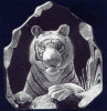 Bengal Tiger - 6" X 5.5" by Mats Jonasson