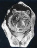Tiger - 6" X 5.5" by Mats Jonasson