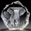 African Elephants Keep Themselves Cool By Sprinkling Their Bodies With Dust.