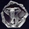 Elephants Can Live To be About 70 Years Old!