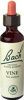 Vine