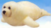 Explorations Cousteau - Seal -