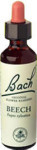 Beech