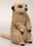 National Geographic - Suricate