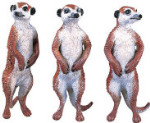 Wild Safari - Three Meerkats Set