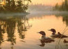 Echo Bay - Loons on the Lake - Perfalock