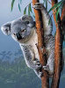 Young Koala - Perfalock