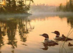 Echo Bay - Loons on the Lake - Perfalock