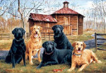 Family Portrait - Labs - Perfalock