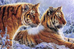 Siberian Gold - Perfalock