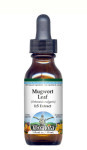 Mugwort Leaf - Liquid Extract / Tincture (1:5) - Alcohol-Free