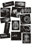 Animal X-Rays - Package of 13