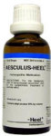 Aesculus-Heel