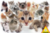 Hana Deka Cats - 1000 Pieces