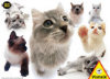 Hana Deka Cats - 100 Pieces
