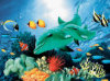 Dolphin Duo - 60 Pieces