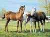 Horse Pals - 60 Pieces