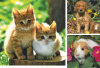 Animal Friends - 49 Pieces - Set of 3