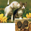 Cuddly Friends - 20 Pieces - Set of 2