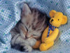 Dreamy Kitten - 100 Pieces