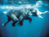 Swimming Elephant - 500 Pieces