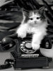 Give Me A Call - 1000 Pieces