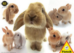 Hana Deka Bunnies - 100 Pieces