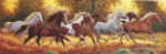 High Quality Collection - Horses - 1000 Pieces