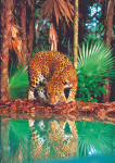 High Quality Collection - Leopard - 1500 Pieces