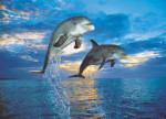High Quality Collection - Dolphins - 500 Pieces
