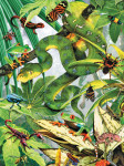 Jumpers & Crawlers - 60 Pieces
