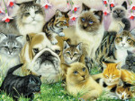 Cats Love Fido - 60 Pieces