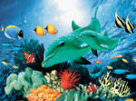 Dolphin Duo - 60 Pieces