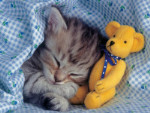 Dreamy Kitten - 100 Pieces