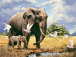 Elephant At the Watering Hole - 500 Pieces