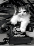 Give Me A Call - 1000 Pieces