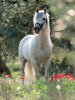 Andalusian Horse - 1000 Pieces