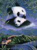 Panda Bears - 1000 Pieces